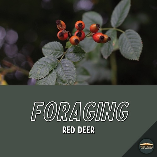 Foraging Walk - Red Deer C